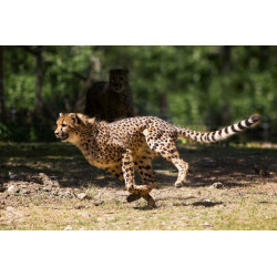 Guépard Safari de Peaugres (07)